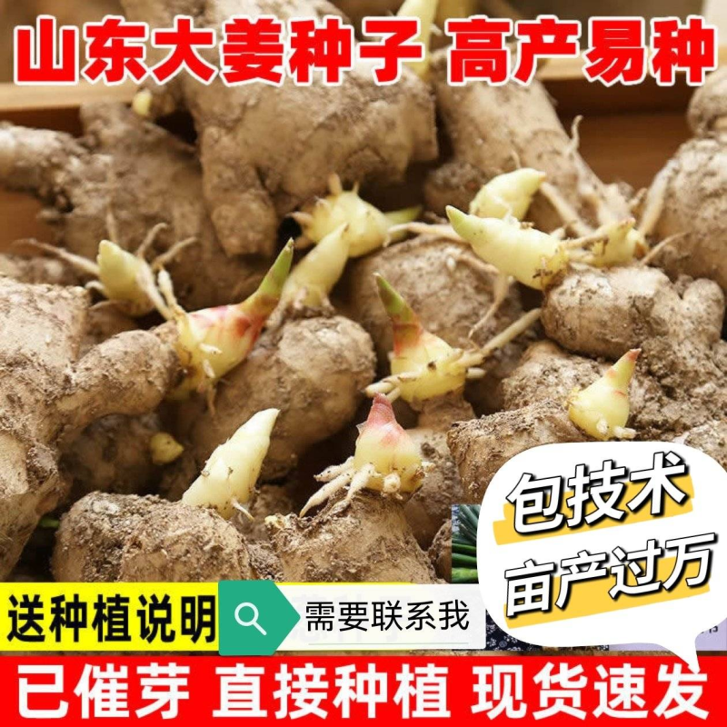 脱毒原种姜种【大/二黄姜种/山农一号】已催芽/亩产过万斤
