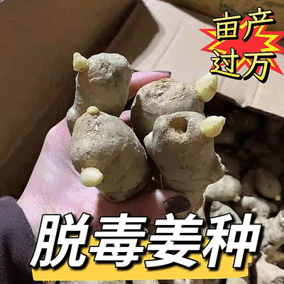 姜种批发【山农一号/大二黄姜种】抗病高产/原种脱毒姜种