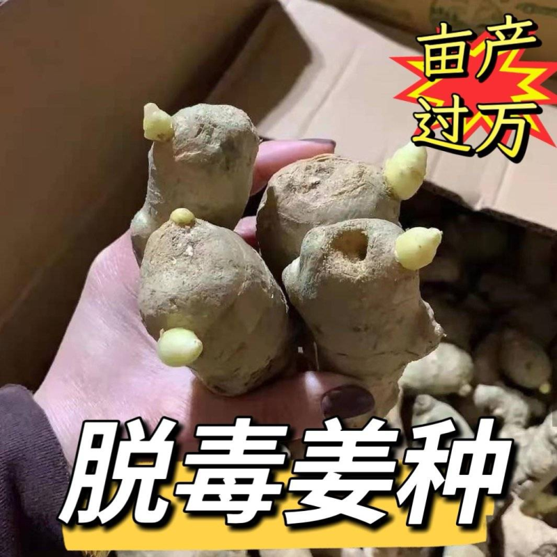姜种批发【山农一号/大二黄姜种】抗病高产/原种脱毒姜种