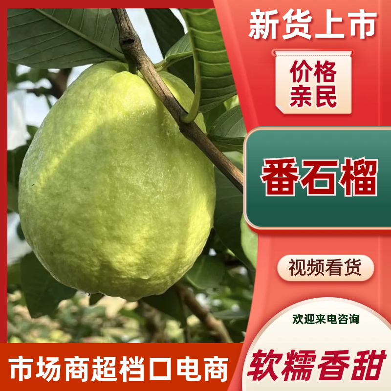 【精选】番石榴。发往全国。货源充足，质量保证。专业代办。