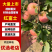 富士苹果辽宁苹果一手货源，富士，王林，规格齐全可视频看货