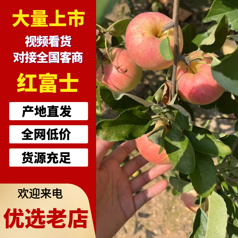 富士苹果辽宁苹果一手货源，富士，王林，规格齐全可视频看货
