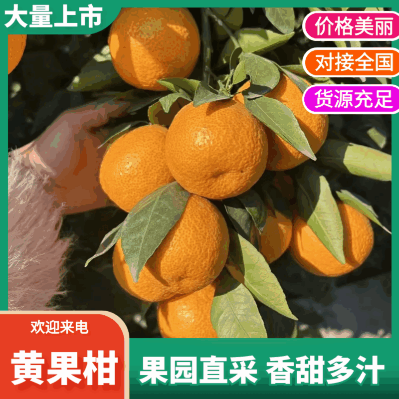 黄果柑大量有货基地直供品质优可视频看货欢迎咨询来电