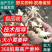 脱毒原种姜种【姜厂批发】大/二黄姜种/山农一号/提供技术