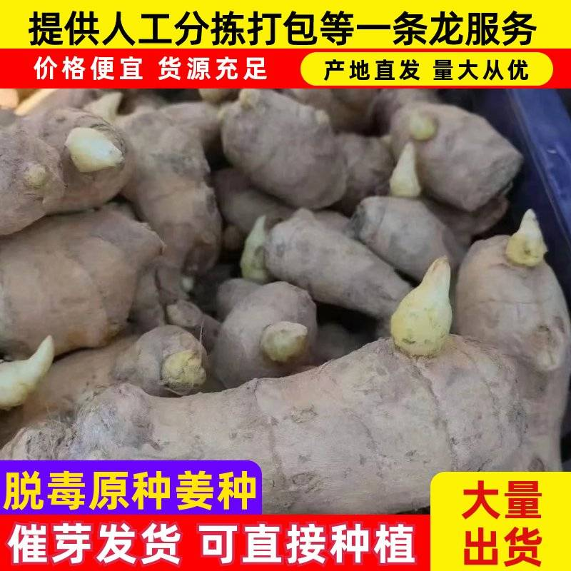 【高产脱毒姜种】产地批发/全程技术指导/可全国发货