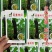 蜜薯南瓜种子黑皮南瓜种子牛腿型甜面南瓜种子结果多高产