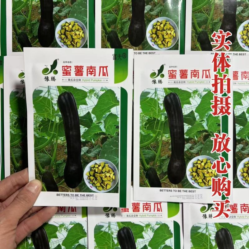 蜜薯南瓜种子黑皮南瓜种子牛腿型甜面南瓜种子结果多高产