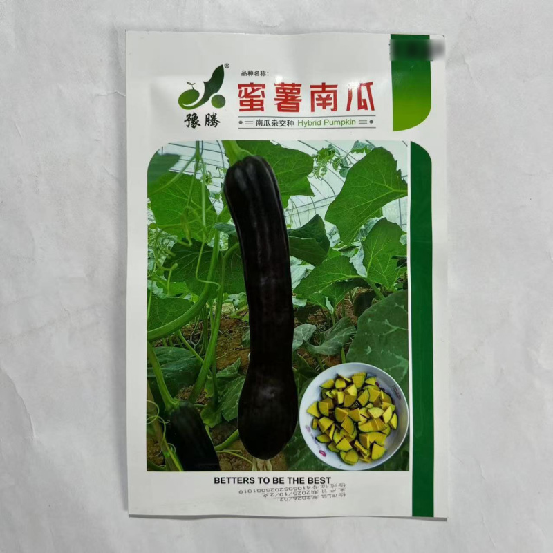 蜜薯南瓜种子黑皮南瓜种子牛腿型甜面南瓜种子结果多高产