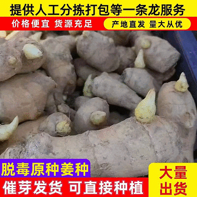 【高产脱毒姜种】产地批发/全程技术指导/可全国发货