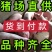 山东仔猪三元仔猪品种齐全防疫完善(猪场直供)全国发货