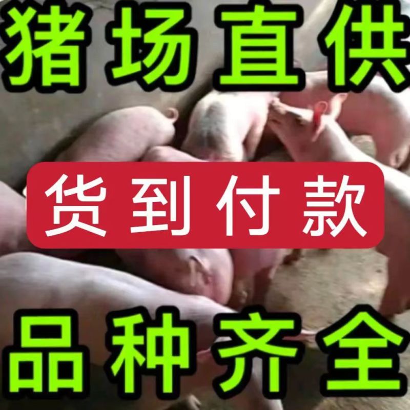 山东仔猪三元仔猪品种齐全防疫完善（猪场直供）全国发货