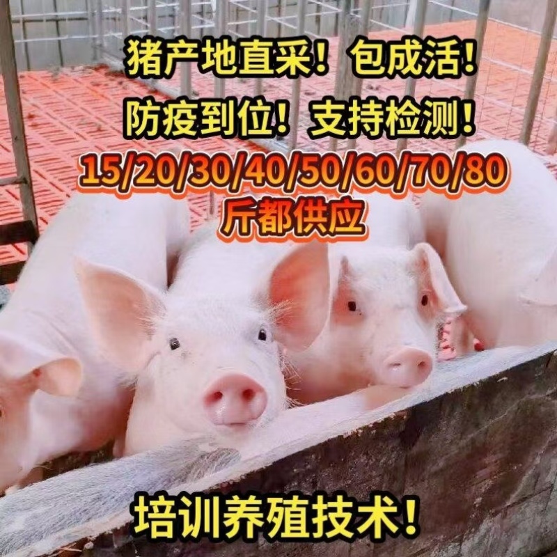 山东仔猪三元仔猪品种齐全防疫完善（猪场直供）全国发货