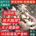脱毒原种姜种【姜厂批发】大/二黄姜种/山农一号/提供技术