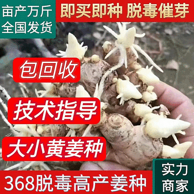 脱毒原种姜种【姜厂批发】大/二黄姜种/山农一号/提供技术
