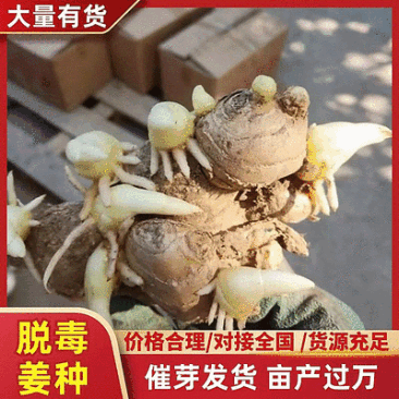 姜种批发已催芽【脱毒原种/包技术】大/二黄姜种/山农一号