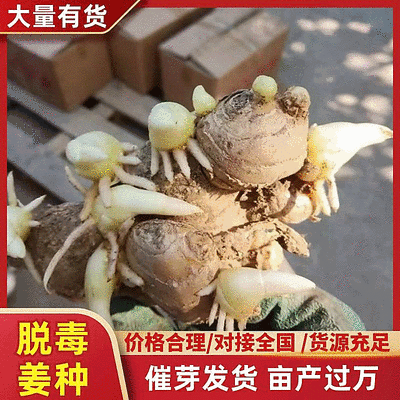 姜种批发已催芽【脱毒原种/包技术】大/二黄姜种/山农一号
