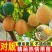 云南纯甜新品种热情果苗正品特大哥伦比亚热情果苗纯正高成活