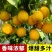 云南纯甜新品种热情果苗正品特大哥伦比亚热情果苗纯正高成活