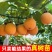 云南纯甜新品种热情果苗正品特大哥伦比亚热情果苗纯正高成活