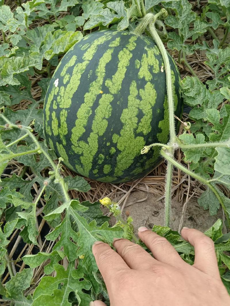 广东上洋镇甜王西瓜产地一手货源大量上市可视频看货