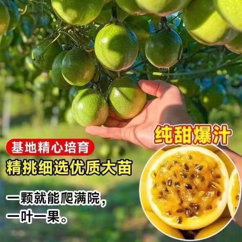 黄金百香果果树直径近地侧主茎叶易管理挂果快产量高带杯发货