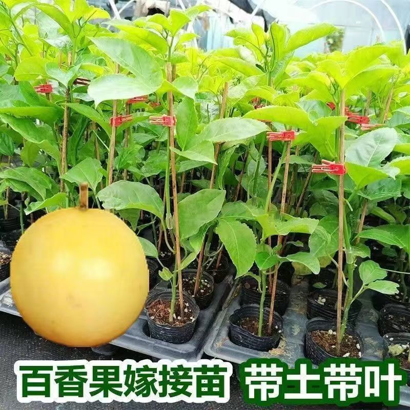 黄金百香果果树直径近地侧主茎叶易管理挂果快产量高带杯发货