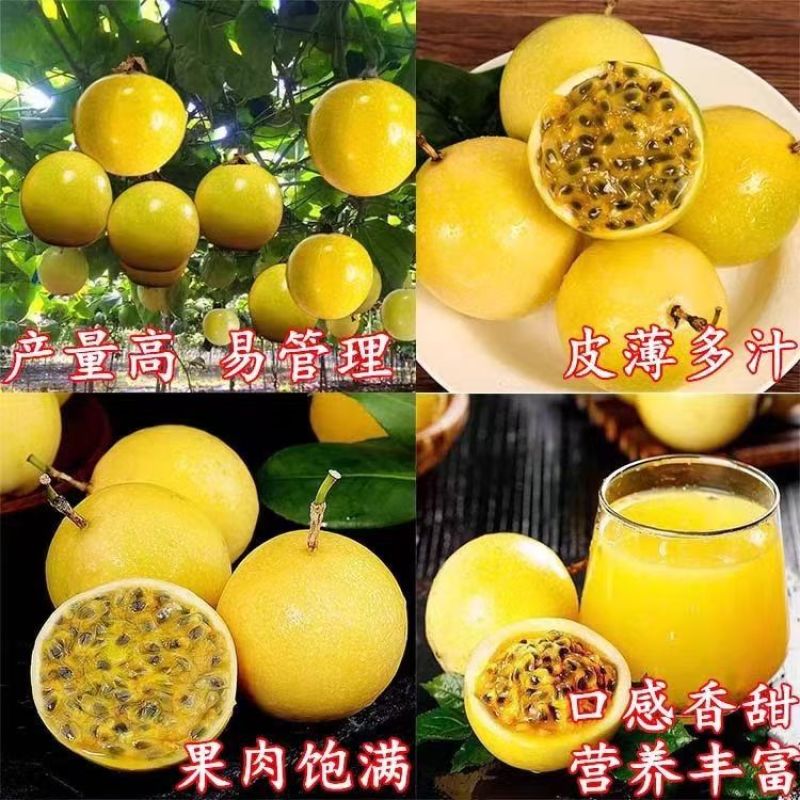 黄金百香果果树直径近地侧主茎叶易管理挂果快产量高带杯发货