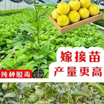 黄金百香果果树直径近地侧主茎叶易管理挂果快产量高带杯发货