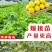 黄金百香果果树直径近地侧主茎叶易管理挂果快产量高带杯发货