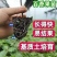 黄金百香果果树直径近地侧主茎叶易管理挂果快产量高带杯发货