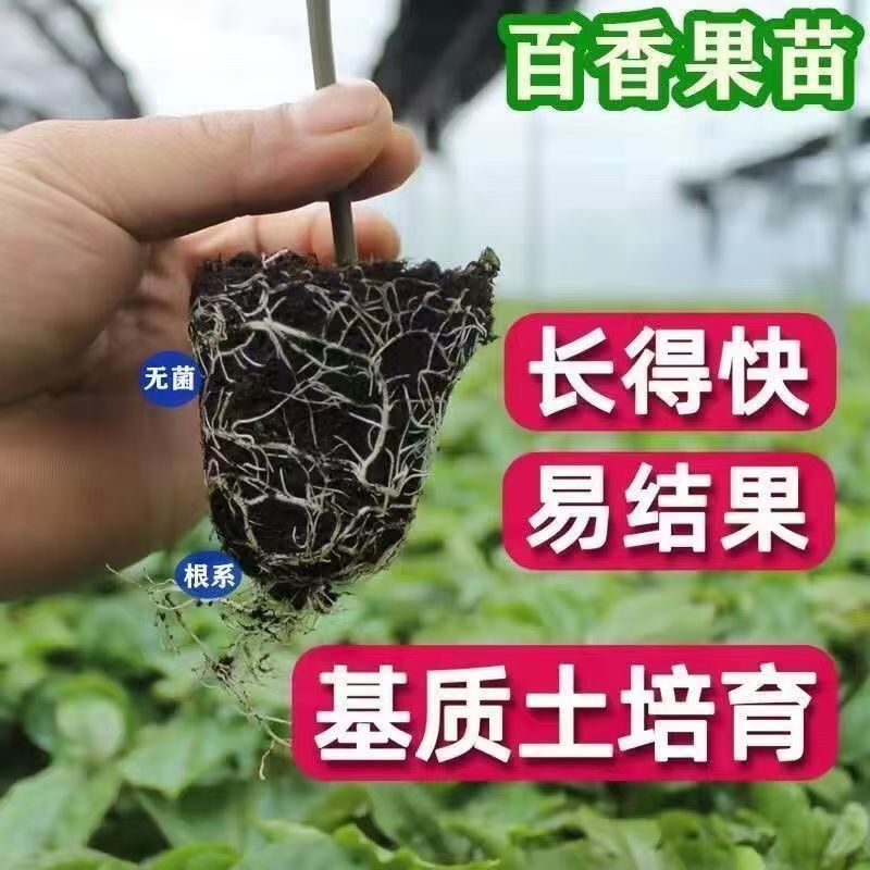 黄金百香果果树直径近地侧主茎叶易管理挂果快产量高带杯发货