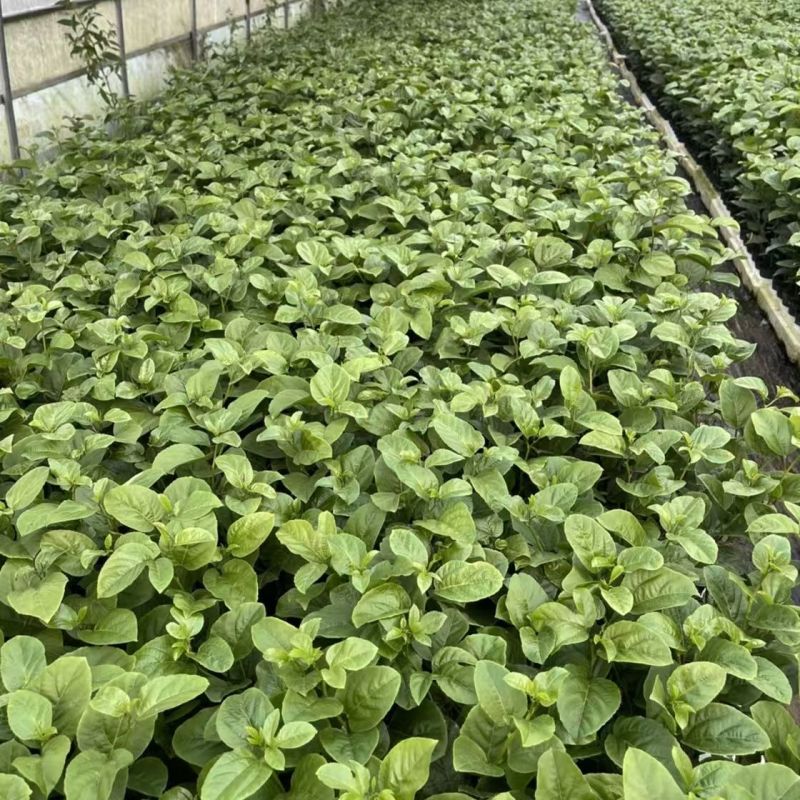 黄金百香果果树直径近地侧主茎叶易管理挂果快产量高带杯发货