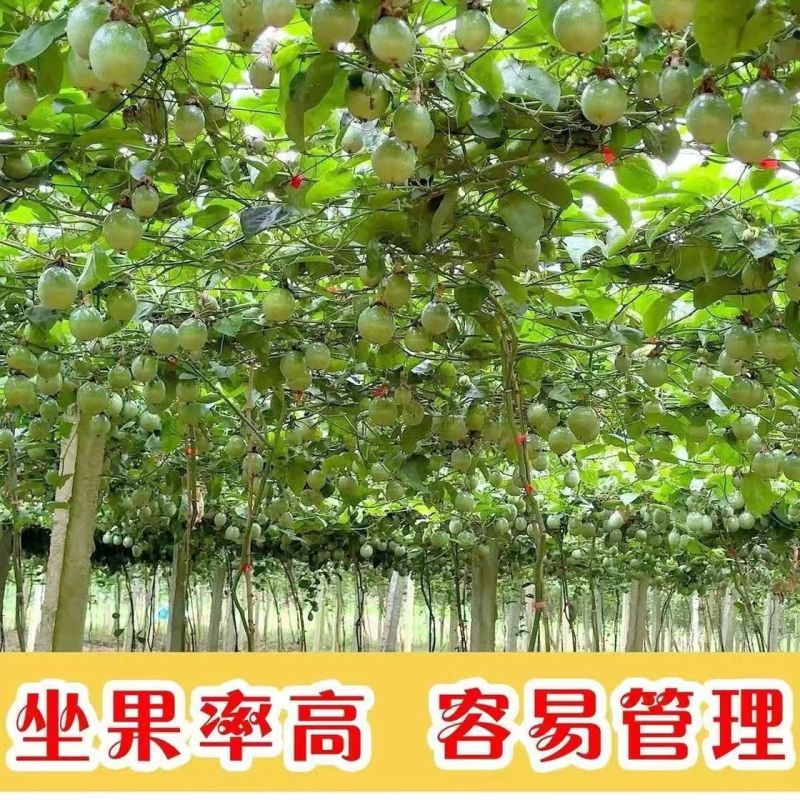 黄金百香果果树直径近地侧主茎叶易管理挂果快产量高带杯发货