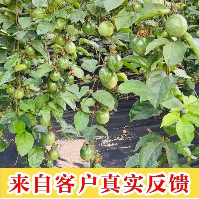 黄金百香果果树直径近地侧主茎叶易管理挂果快产量高带杯发货