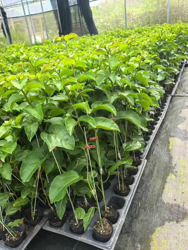 黄金百香果果树直径近地侧主茎叶易管理挂果快产量高带杯发货