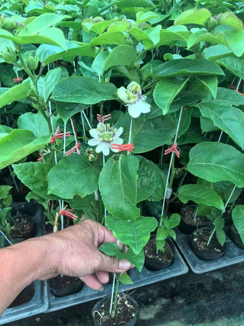 黄金百香果果树直径近地侧主茎叶易管理挂果快产量高带杯发货
