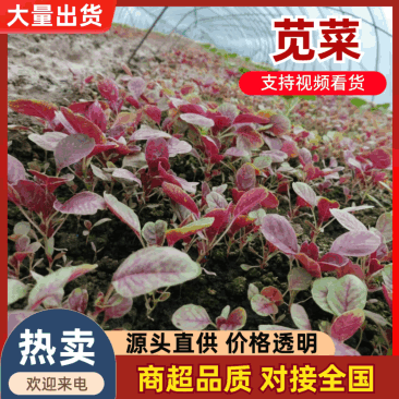 江苏苋菜新鲜上市，对接市场，档口，商超，量大从优