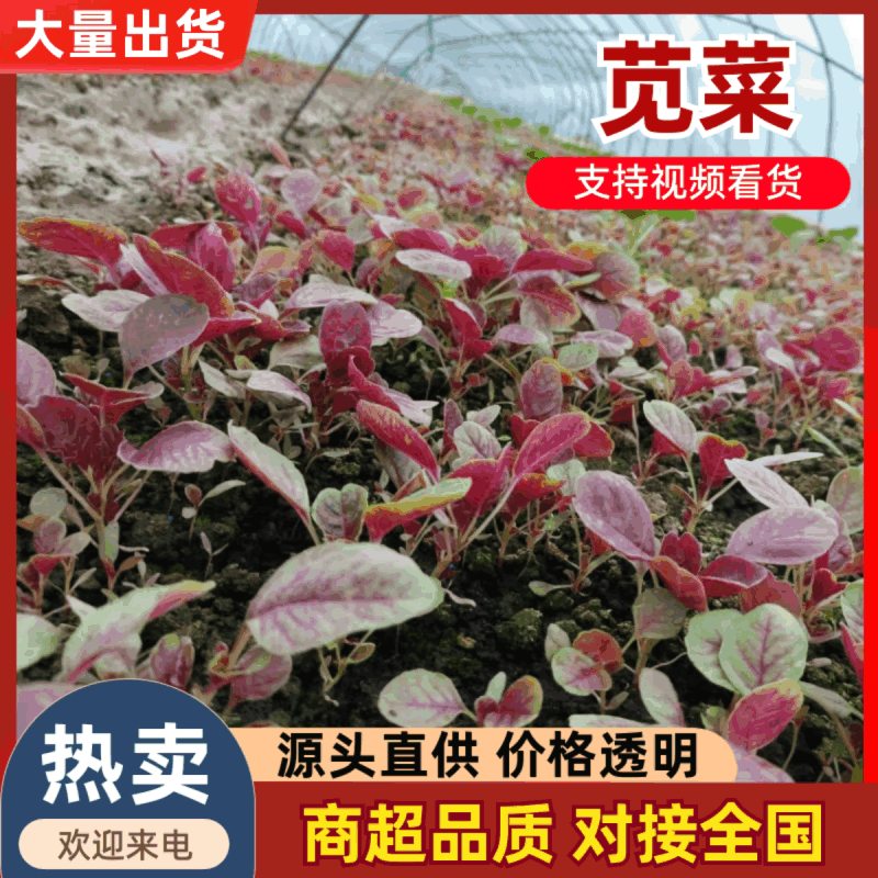 江苏苋菜新鲜上市，对接市场，档口，商超，量大从优