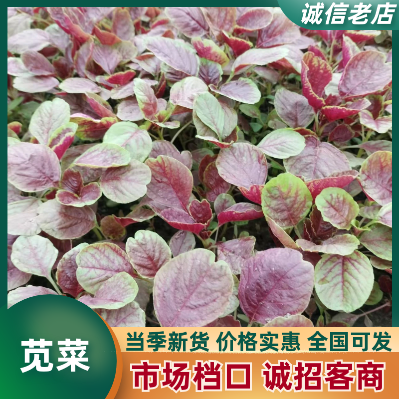 江苏苋菜新鲜上市，对接市场，档口，商超，量大从优