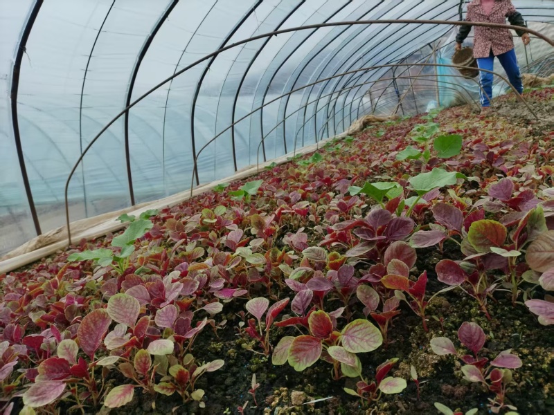 江苏苋菜新鲜上市，对接市场，档口，商超，量大从优