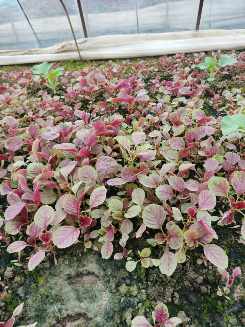 江苏苋菜新鲜上市，对接市场，档口，商超，量大从优