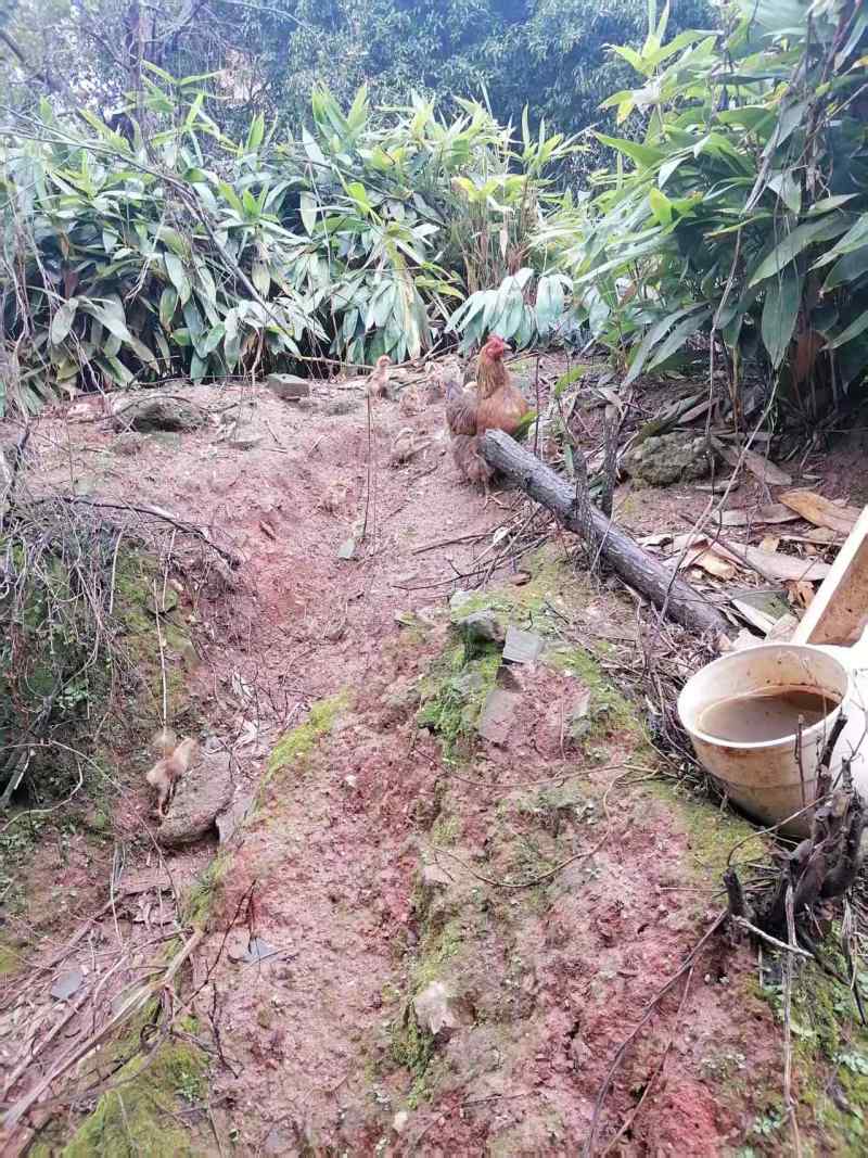 农村散养，五谷杂粮精品活鸡土鸡，支持视频看货