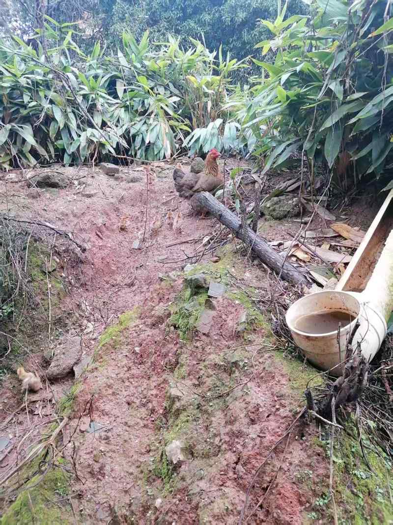 农村散养，五谷杂粮精品活鸡土鸡，支持视频看货
