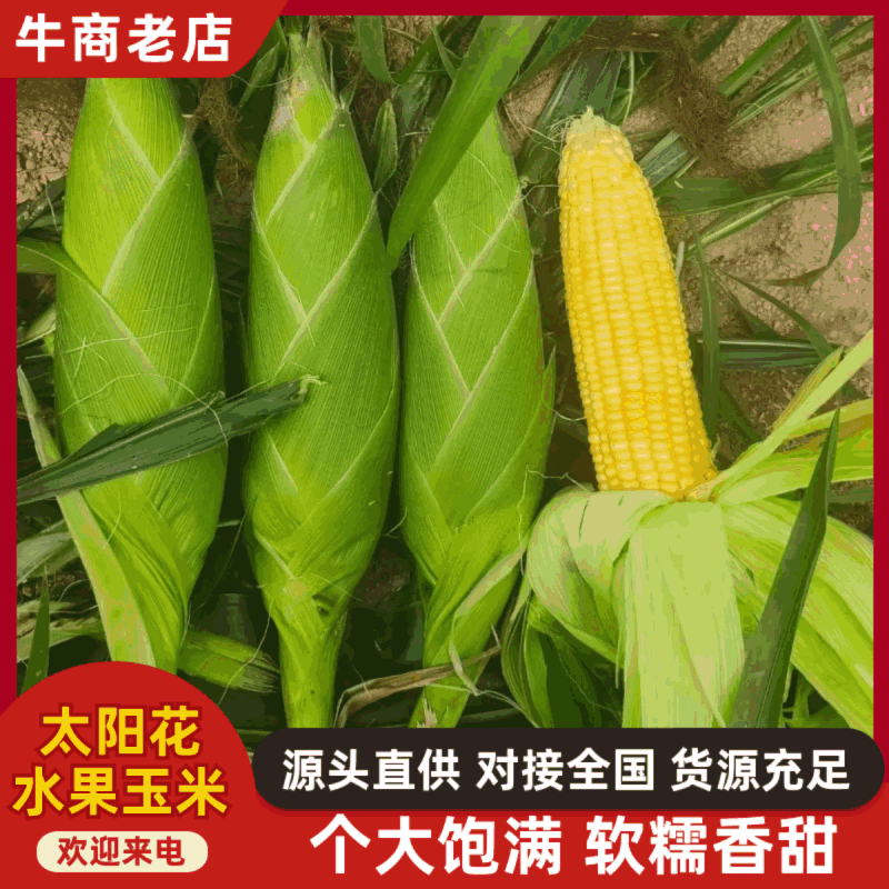太阳花水果玉米品质保证服务周到产地直发价格美丽