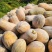 蜜本南瓜【优质南瓜】大量供应加工厂，食堂，商超