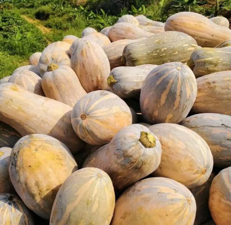蜜本南瓜【优质南瓜】大量供应加工厂，食堂，商超