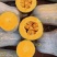 蜜本南瓜【优质南瓜】大量供应加工厂，食堂，商超