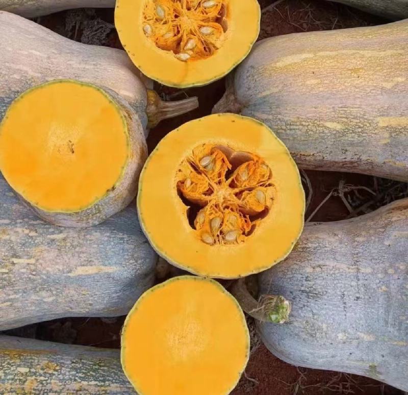 蜜本南瓜【优质南瓜】大量供应加工厂，食堂，商超