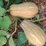 蜜本南瓜【优质南瓜】大量供应加工厂，食堂，商超