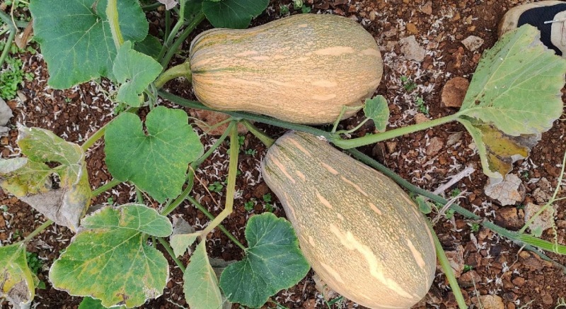 蜜本南瓜【优质南瓜】大量供应加工厂，食堂，商超